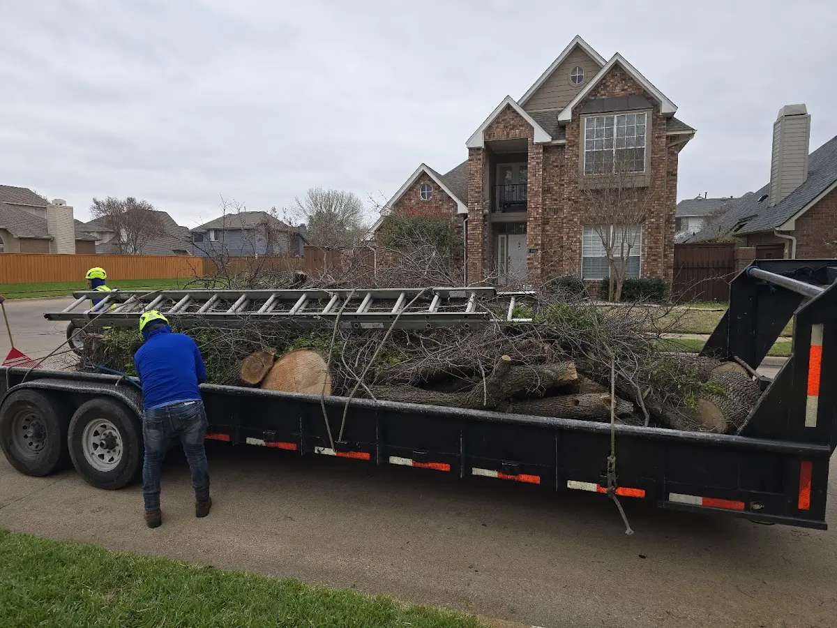 Expert Tree Removal with proper safety equipment in Worcester